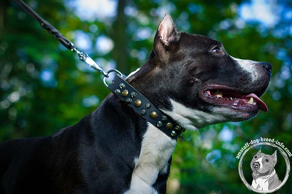 Amstaff black leather collar wide studded for stylish walks