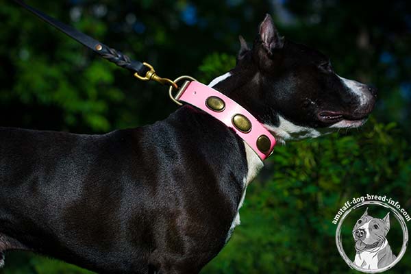 Amstaff pink leather collar with rust-resistant hardware for quality control