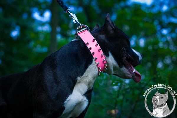 Amstaff pink leather collar with rust-resistant hardware for improved control