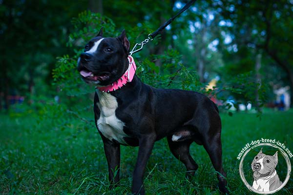 Amstaff pink leather collar with rust-resistant nickel plated hardware for walking