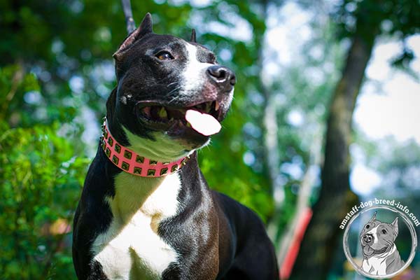 Amstaff pink leather collar with rust-resistant fittings for walking
