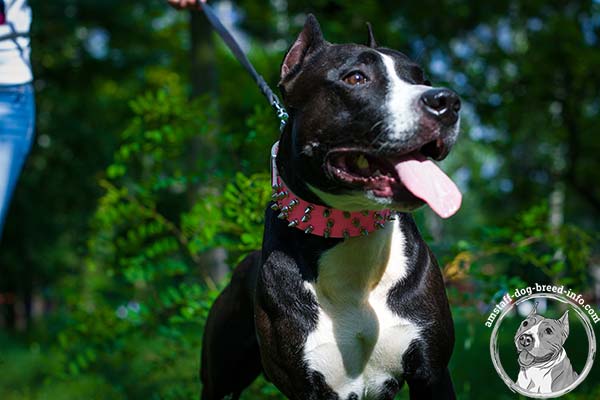 Amstaff pink leather collar of classy design decorated with spikes for stylish walks