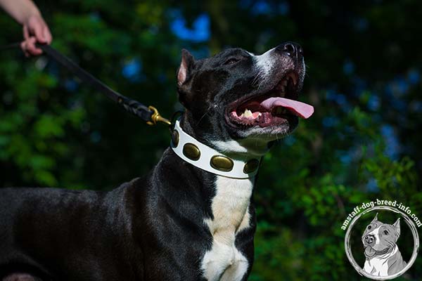 Amstaff white leather collar with rust-proof hardware for improved control
