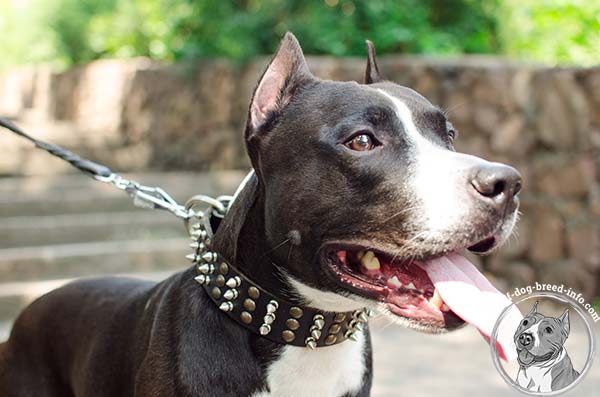 Non-toxic Amstaff leather collar