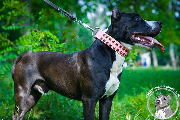 Amstaff pink leather collar of high quality decorated with studs for basic training