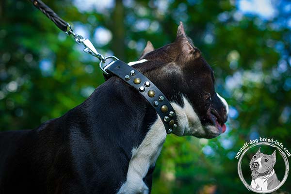 Amstaff leather collar with nickel plated hardware