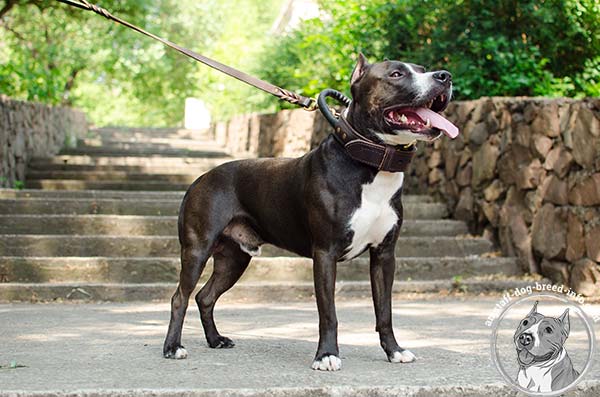 Amstaff black leather collar with rust-proof hardware for safe walking