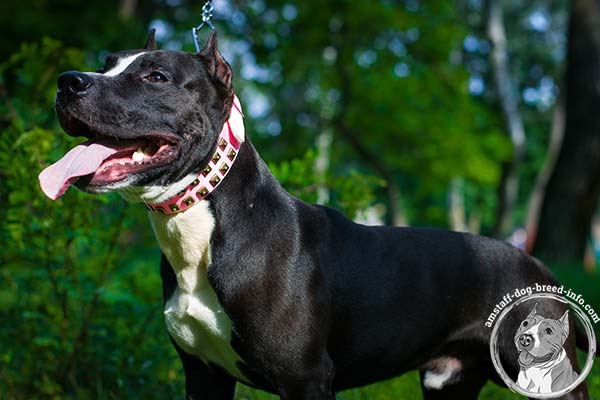 Amstaff pink leather collar with rust-proof nickel plated hardware for improved control