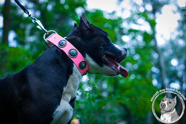 Amstaff pink leather collar with durable nickel plated fittings for quality control