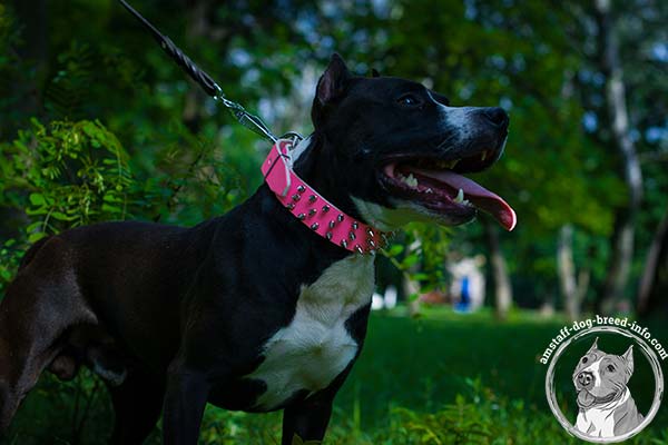Amstaff pink leather collar with reliable fittings for quality control