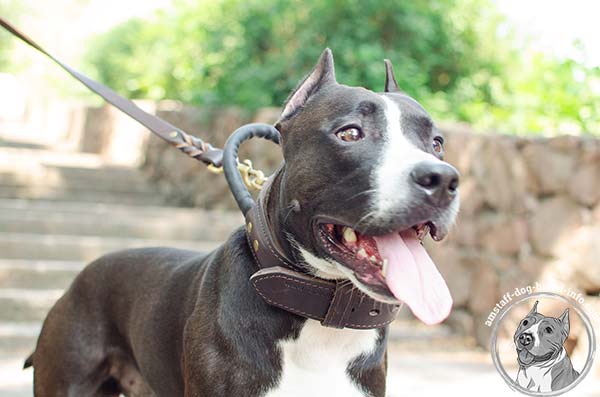 Reinforced with stitching Amstaff leather collar