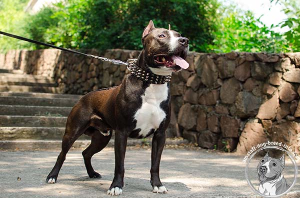 Classy Amstaff leather collar with studs