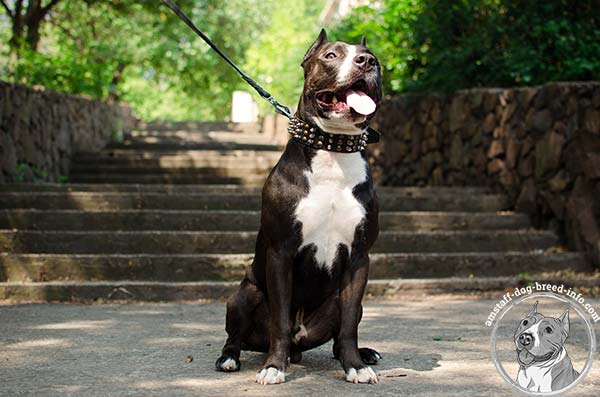 Amstaff leather collar for trendy outfit