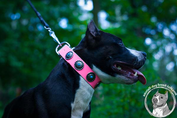 Amstaff pink leather collar easy-to-adjust with handset decoration for any activity