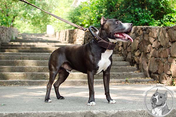 Amstaff leather collar gentle to skin and fur