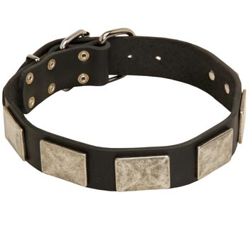 Walking Leather Amstaff Collar