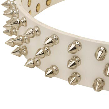 Spiked White Leather Collar for Amstaff Walking