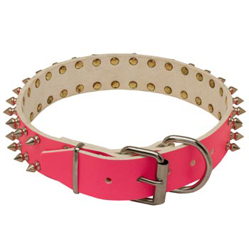 Designer Collar for Female Amstaff