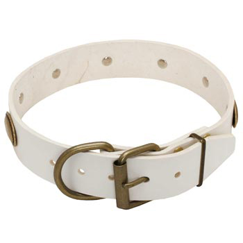 White Leather Dog Collar for Amstaff Stylish Walks