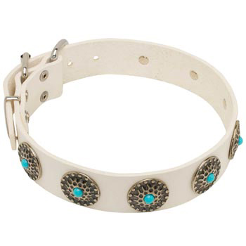 Leather Dog Collar White Exclusive for   Amstaff Walking