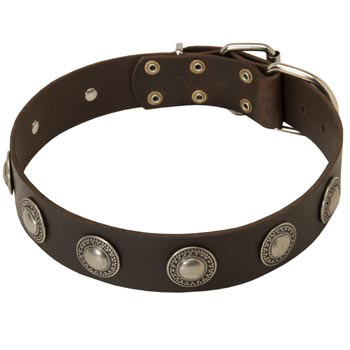 Training Leather   Amstaff Collar for Stylish Dogs