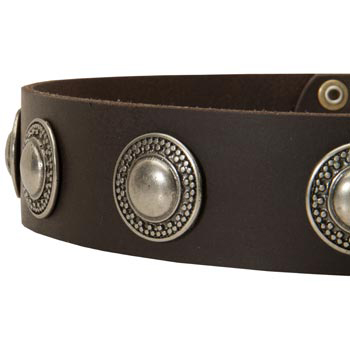 Leather Dog Collar with Conchos for   Amstaff