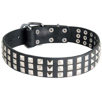 Studded Amstaff Collar