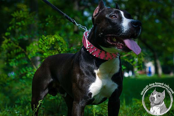 Pink Amstaff collar adorned with silver-like spikes