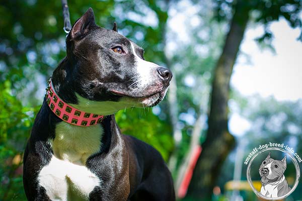 Pink Amstaff leather collar with nickel square studs with dots