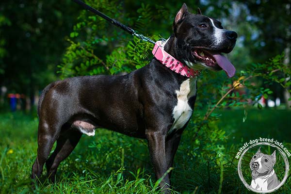 Pink Amstaff leather collar of comfy design