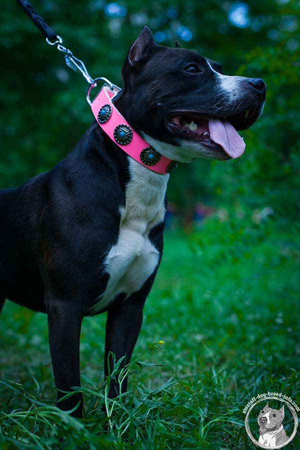 Blue stone studded pink Amstaff collar