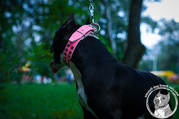 Pink Amstaff collar comes with classic buckle