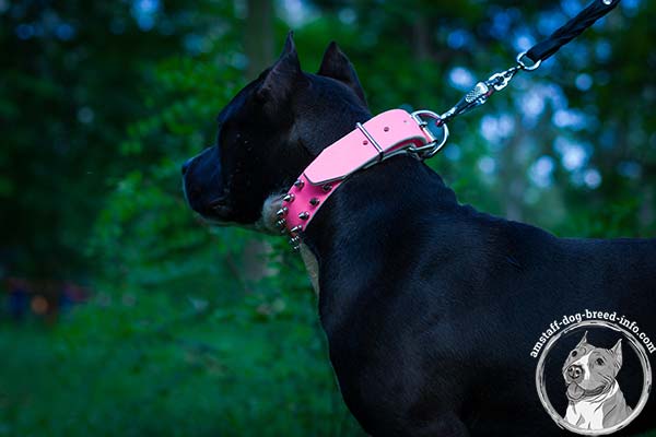 Pink Amstaff leather collar with nickel plated fittings