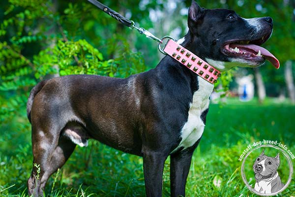 Designer pink Amstaff leather collar 