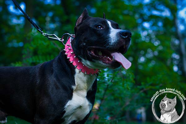 Spiked pink leather Amstaff collar 