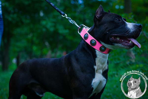 Pink genuine leather Amstaff collar