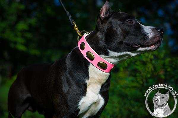 Safe pink Amstaff leather collar
