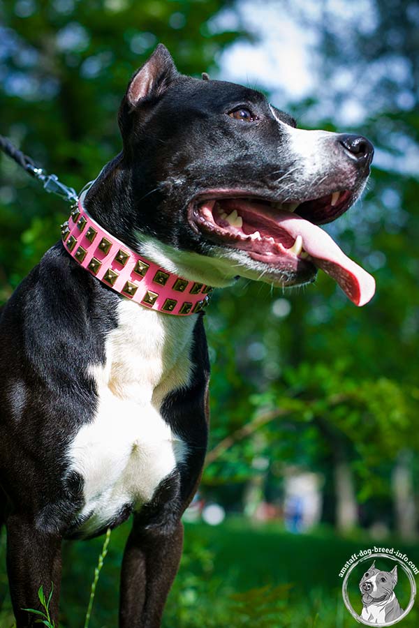 Pink Amstaff collar with handset decorations