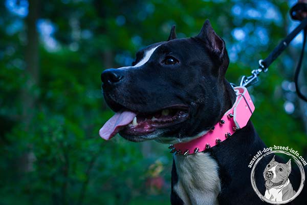 Pink leather Amstaff collar with smooth edges