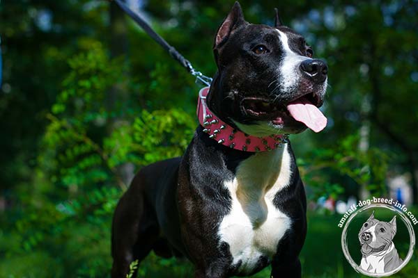 Pink Amstaff leather collar with rounded edges