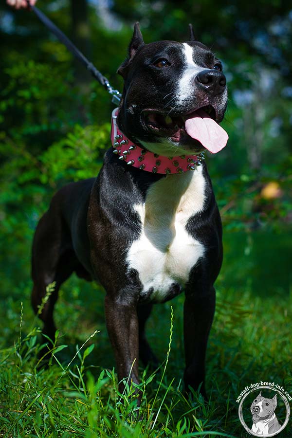 Spiky pink Amstaff leather collar 