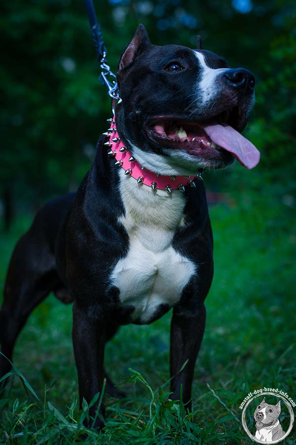 Pink Amstaff collar with riveted spikes