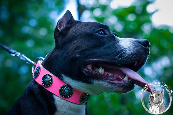 Pink Amstaff collar studded with round circles
