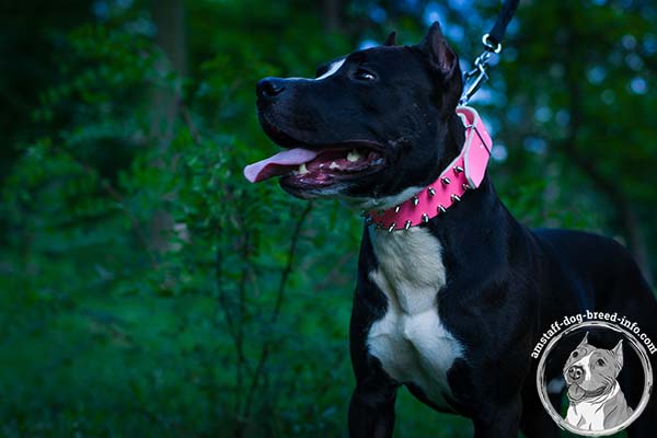 Pink Amstaff leather collar for pretty females