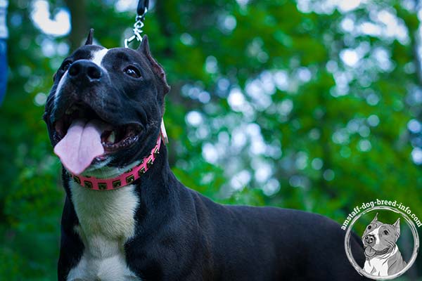 Pink Amstaff collar for stylish walking 