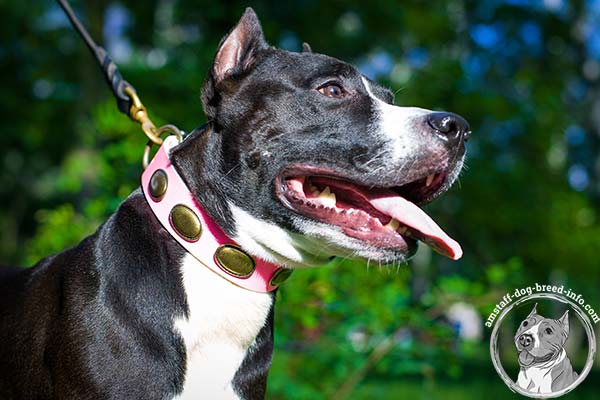 Pink Amstaff collar with golden-like oval studs
