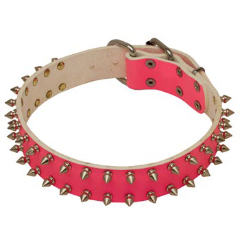 Spiked Pink Leather She-Dog Collar for Amstaff Walking