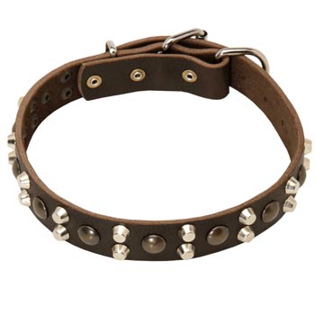 Leather Collar for Amstaff Stylish Walks