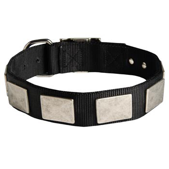   Amstaff Collar Nickel Vintage with Plates