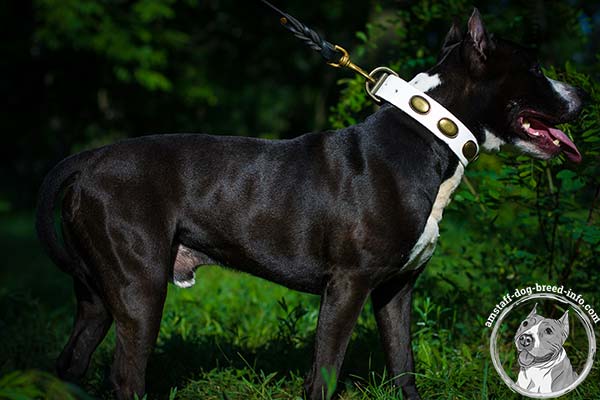White Amstaff collar with rust-resistant hardware